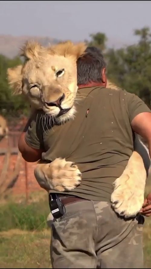 小伙救了狮子一命,从此狮子和他相依为命,这一幕太温馨 