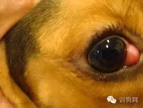 动物的樱桃眼 第三眼睑腺体脱出 