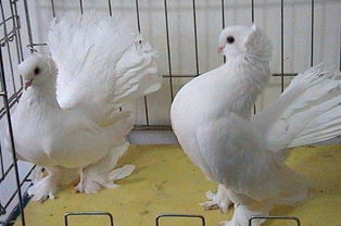 白色的信鸽是什么血统