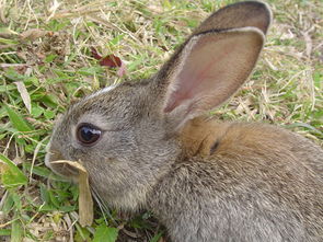 用酒可以治兔子耳螨吗 兔子耳螨用酒就能好吗