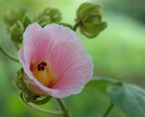 芙蓉花语是什么生肖, 芙蓉花的花语