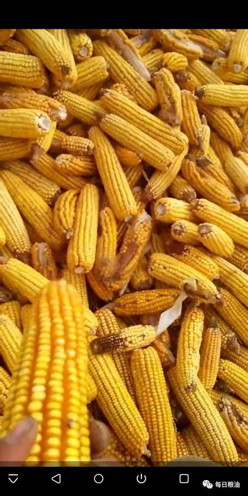 东北局部玉米成熟度不足 华北最高收购价格已涨至1.03元
