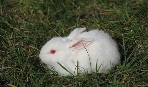 捡3只兔子七个月繁殖近百只 繁殖能力如此爆表,会泛滥成灾吗