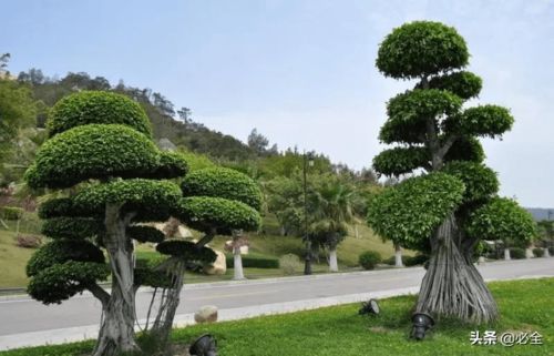 从植物景观应用,看苗圃基地的发展方向