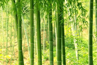 竹子的生长周期是多长时间生长速度快吗,竹子四年的时间只长3厘米是真的吗？