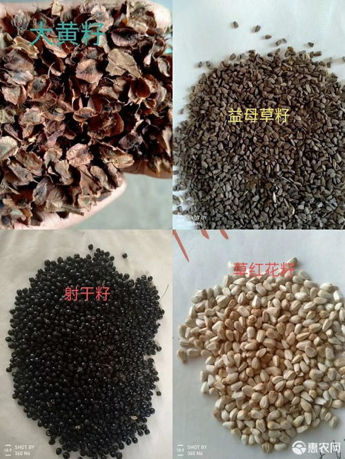 黑枣植物学物性、栽培技术、采收时间,黑枣的种子怎么催芽
