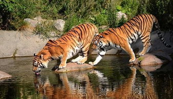 鳄鱼为什么害怕老虎,单挑谁更强悍 老虎 你在水里不是很吊吗