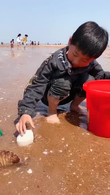 小可爱沙滩赶海,捡到好多东西,晚上要改善伙食了 