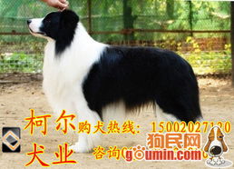 广州哪里有卖边境牧羊犬 边牧价格 