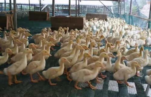 2022年养殖肉食鸭 赚钱吗？15年养殖什么赚钱