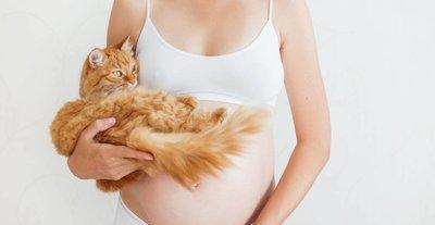 猫猫对母婴的危害真如传言吗