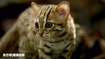 世界上最小猫科动物, 有和老虎一样的咬合力却喜欢吃昆虫 