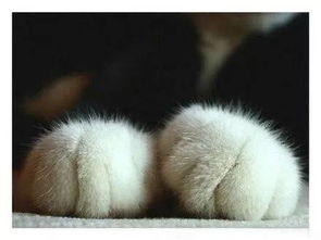 猫为什么喜欢握爪子(猫为什么喜欢拿爪子碰人)