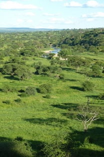 非洲,坦桑尼亚,国家公园,塔兰吉雷,树木,景观,河,绿色 