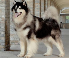 请问阿拉斯加雪橇犬和西伯利亚雪橇犬 哈士奇 怎么区别 哪种聪明些 最好能上传一些图片,谢谢 