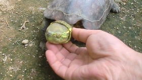火焰龟吃发色粮多久发色？