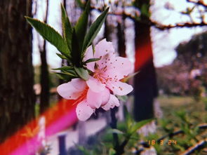 人间四月芳菲尽 不好意思,我心中的那片桃花源依旧盛放 