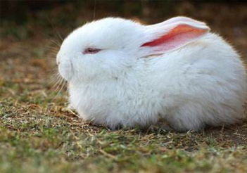 兔子怀孕几个月生产 