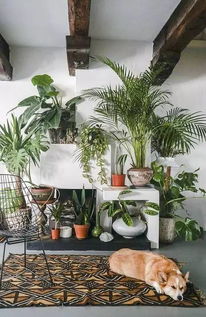 可水养的室内绿植,轻松养出绿意盎然的室内植物，让你的家变成自然花园！