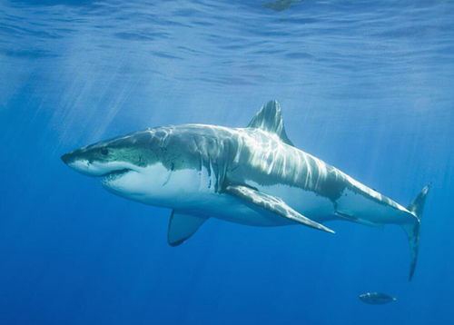 鲨鱼是属于什么动物 