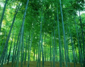 关于竹子和雨的诗句