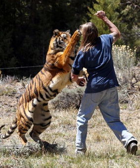 美国男子训练老虎攻击场面惊险 