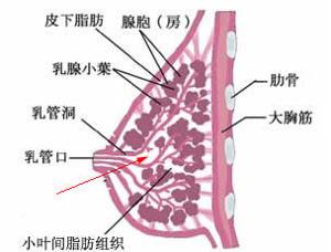 乳房发育不良