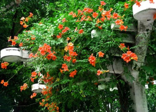 凌霄花冬季怕冻吗,冬季凌霄花能否