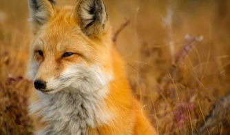 怀孕时期的母狐狸怎么饲养管理