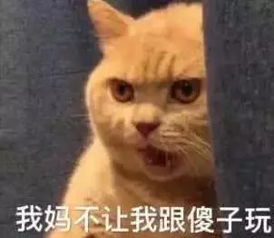 养猫之后,你的生活有了什么变化 身为猫奴的我条条中招