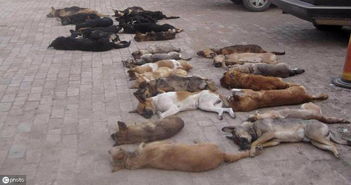 毒针杀狗后卖狗肉8万斤,16人获刑5人被判赔500万