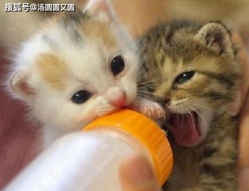 幼猫喂水多会拉肚子么,幼猫拉稀虚脱