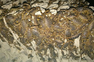新手蝎子养殖种苗的选择与温度湿度的控制