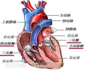 心脏瓣膜的作用