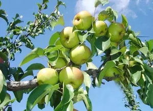 苹果梨产地在什么地方苹果梨是哪里的特产,苹果梨只有延边有吗？