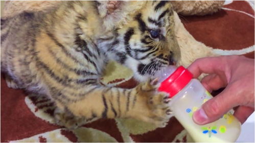 动物世界 喝瓶瓶奶的小老虎 