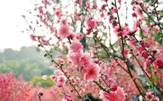 2月广州花海大爆发 一片片粉红色的海洋,浪漫得不像话 