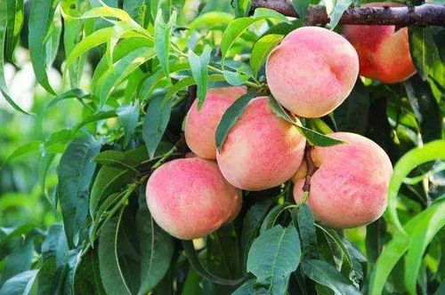 如何种植水蜜桃 想要种出肉厚汁多的水蜜桃,种植方法很重要