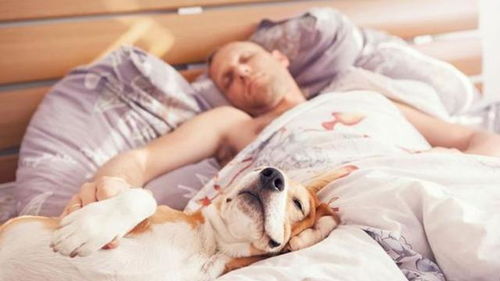 狗狗身上有细菌寄生虫,到床上跟主人一起睡,不会出问题吗