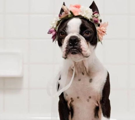 狗狗害怕洗澡 如何正确给狗狗洗澡 具体的步骤和清洗方式是什么