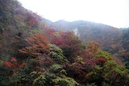 湖北黄冈大别山国家森林公园