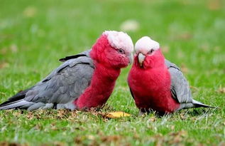 粉红凤头鹦鹉,粉红凤头鹦鹉国内可以养吗