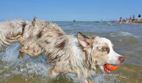 全球10大 敏捷 犬种排行 一种专门抓老鼠的狗,猫见了都要膜拜