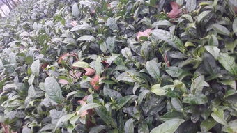 湄潭翠芽属于什么茶,2017年的湄潭翠芽还可以喝吗？