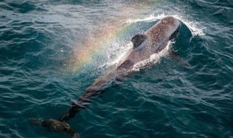 鲸鱼喷水换气在空中形成一道彩虹