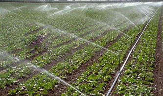 大棚水肥一体化滴灌技术要点,冬天大棚用滴灌大约多长时间