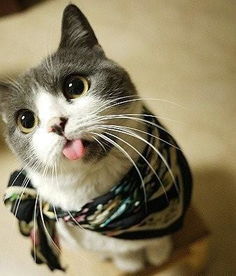 猫咪老吐舌头是咋回事 猫一直吐舌头是生病了吗 