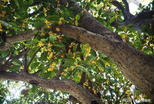 7种 长命花 ,养一盆开100年花,吉祥又如意,后代也沾光