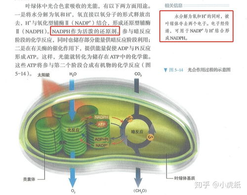 nadh是什么-第3张图片