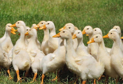 鸭子啄毛的五大原因与防治方法,鸭子钳毛什么毛病